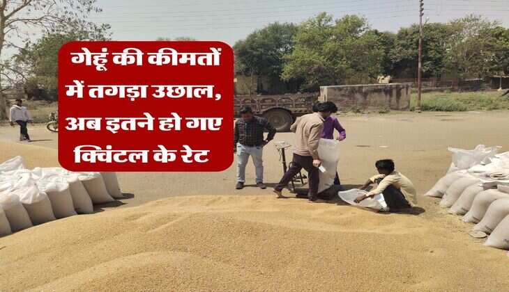 wheat rate : गेहूं की कीमतों में तगड़ा उछाल, अब इतने हो गए क्विंटल के रेट&nbsp;