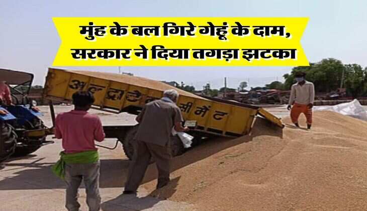 Wheat Price Down : मुंह के बल गिरे गेहूं के दाम, सरकार ने दिया तगड़ा झटका 