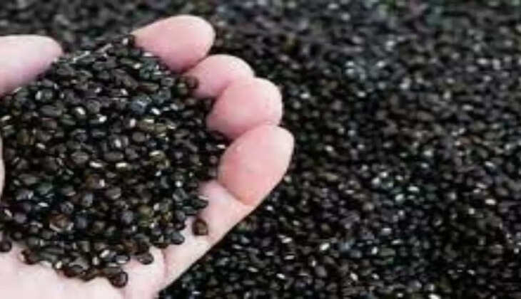 Farmers can earn profit of lakhs by cultivating urad