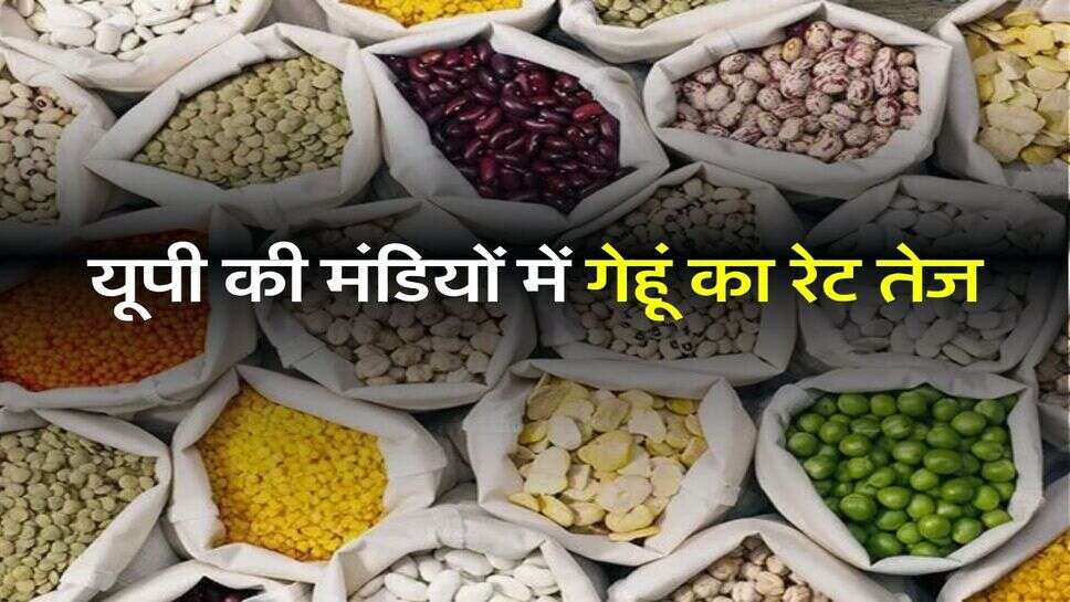 UP Wheat Bhav: यूपी की मंडियों में गेहूं का रेट तेज, देखें शहरों की भाव लिस्ट