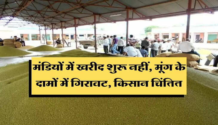 Pulses rate : मंडियों में खरीद शुरू नहीं होने से मूंग के दामों में भारी गिरावट, किसान चिंतित