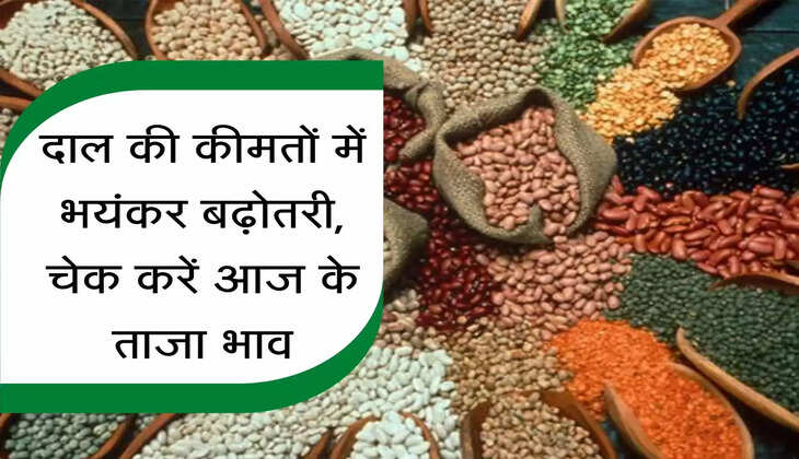 Mandi Bhav : दाल की कीमतों में भयंकर बढ़ोतरी, चेक करें आज के ताजा भाव