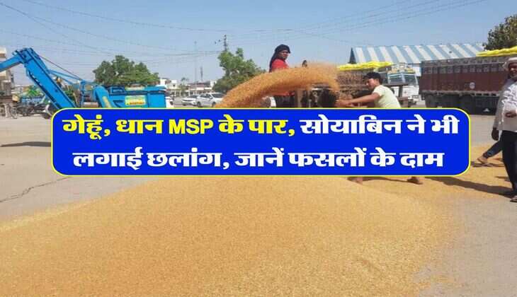 Mandi Bhav : गेहूं, धान MSP के पार, सोयाबिन ने भी लगाई छलांग, जानें फसलों के दाम