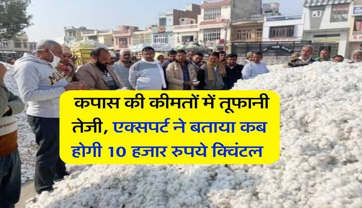 Mandi Bhav : कपास की कीमतों में तूफानी तेजी, एक्सपर्ट ने बताया कब होगी 10 हजार रुपये क्विंटल&nbsp;