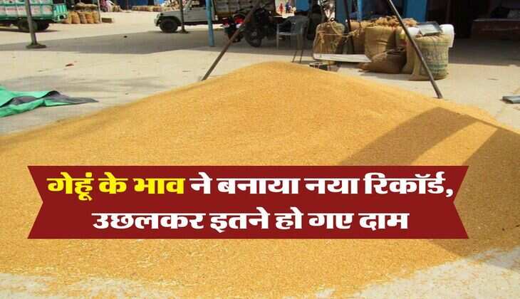 Wheat Rate Hike : गेहूं के भाव ने बनाया नया रिकॉर्ड, उछलकर इतने हो गए दाम