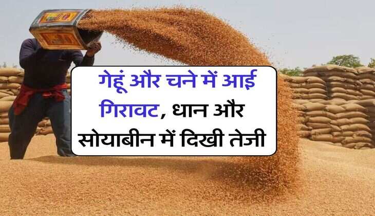 Kota Mandi Bhav : गेहूं और चने में आई गिरावट, धान और सोयाबीन में दिखी तेजी