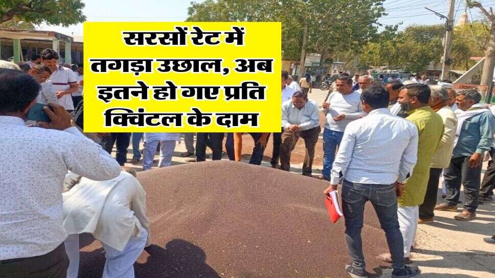 Sarso Mandi Rate : सरसों रेट में तगड़ा उछाल, अब इतने हो गए प्रति क्विंटल के दाम