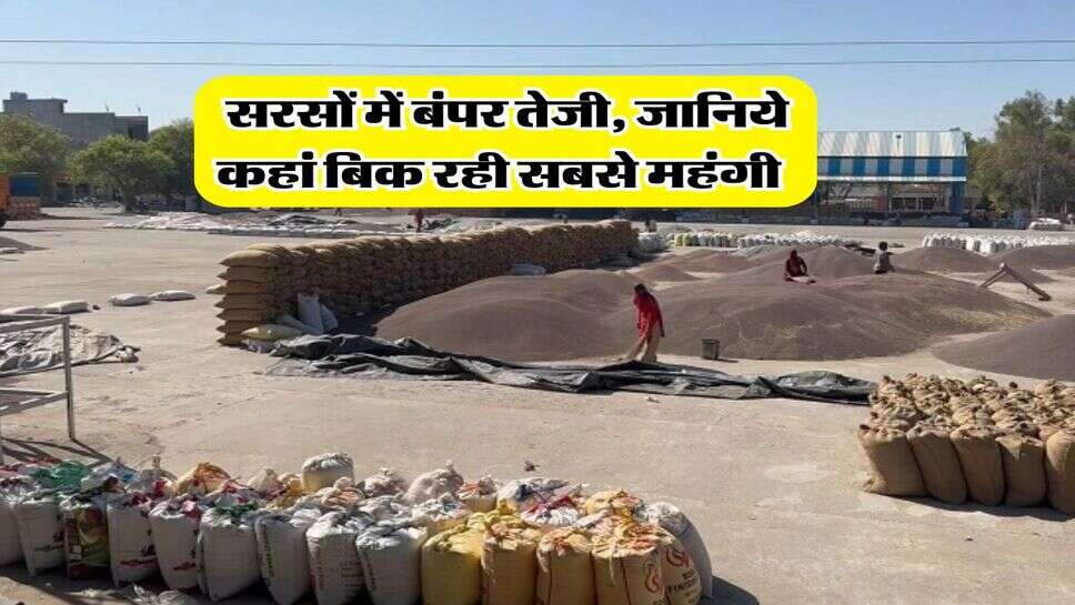 Sarso Mandi Bhav : सरसों में बंपर तेजी, जानिये कहां बिक रही सबसे महंगी&nbsp;