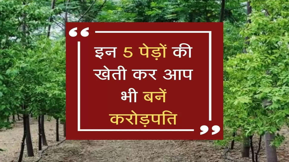 Tree Farming:&nbsp;इन 5 पेड़ों की खेती कर आप भी बनें करोड़पति, जानें इनको बारेे में?