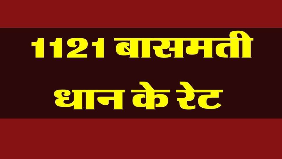 1121 dhan price today : 1121 बासमती धान के रेट स्थिर, जींद, मतलोडा, गन्नौर, रोहतक, जुलाना में 5400 से ऊपर मिला धान का रेट