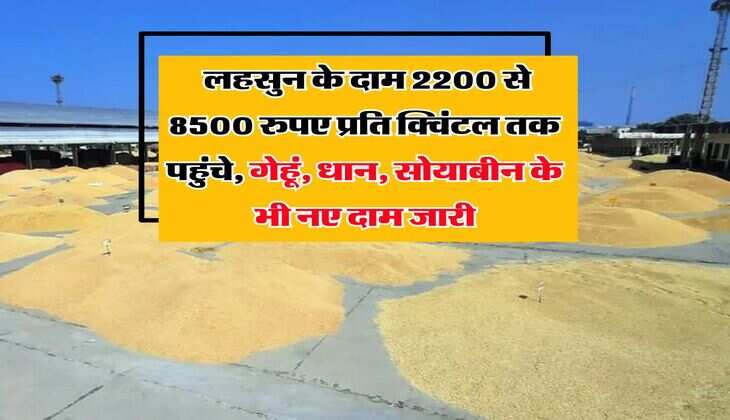 Kota Mandi Bhav : लहसुन के दाम 2200 से 8500 रुपए प्रति क्विंटल तक पहुंचे, गेहूं, धान, सोयाबीन के भी नए दाम जारी