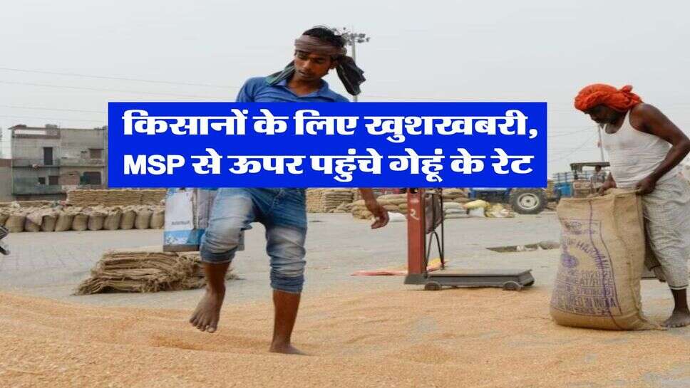 gehu ka bhav 2025 : किसानों के लिए खुशखबरी, MSP से ऊपर पहुंचे गेहूं के रेट