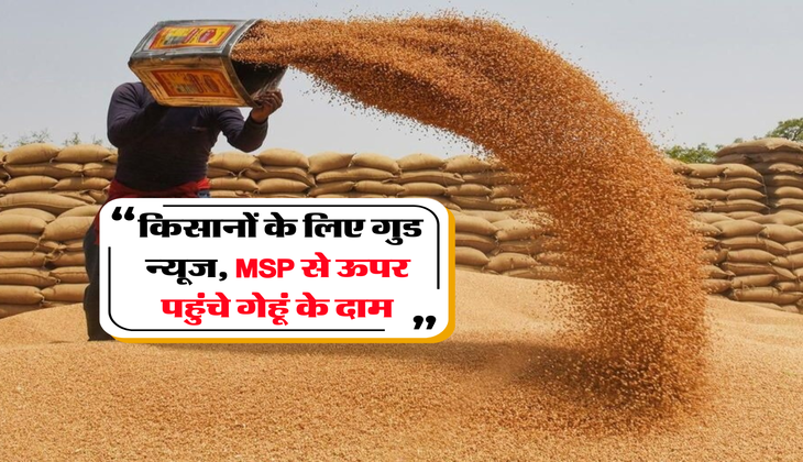 Gehu Rate : किसानों के लिए गुड न्यूज, MSP से ऊपर पहुंचे गेहूं के दाम