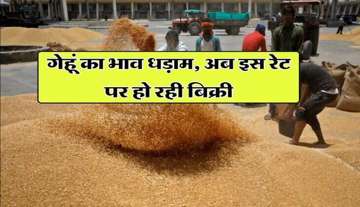 gehu ka bhav 8 august 2025 : गेहूं का भाव धड़ाम, अब इस रेट पर हो रही बिक्री