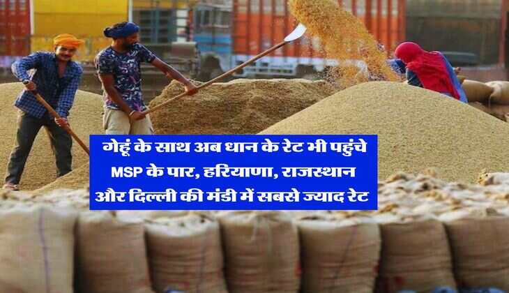 Mandi Bhav : गेहूं के साथ अब धान के रेट भी पहुंचे MSP के पार, हरियाणा, राजस्थान और दिल्ली की मंडी में सबसे ज्याद रेट 