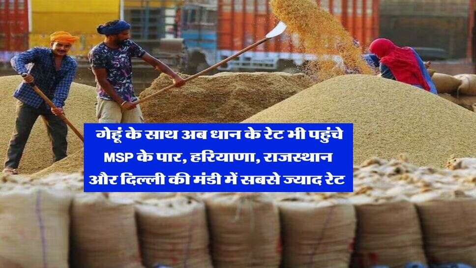 Mandi Bhav : गेहूं के साथ अब धान के रेट भी पहुंचे MSP के पार, हरियाणा, राजस्थान और दिल्ली की मंडी में सबसे ज्याद रेट&nbsp;