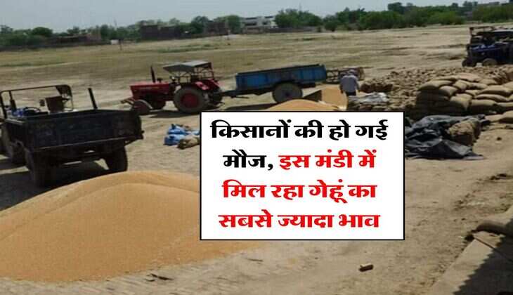 Aaj ka Mandi Bhav Gehun : किसानों की हो गई मौज, इस मंडी में मिल रहा गेहूं का सबसे ज्यादा भाव