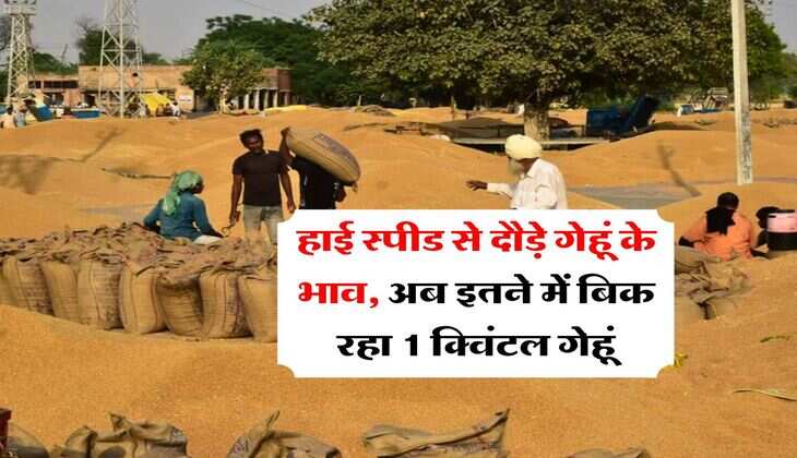 Wheat Rate Hike : हाई स्पीड से दौड़े गेहूं के भाव, अब इतने में बिक रहा 1 क्विंटल गेहूं