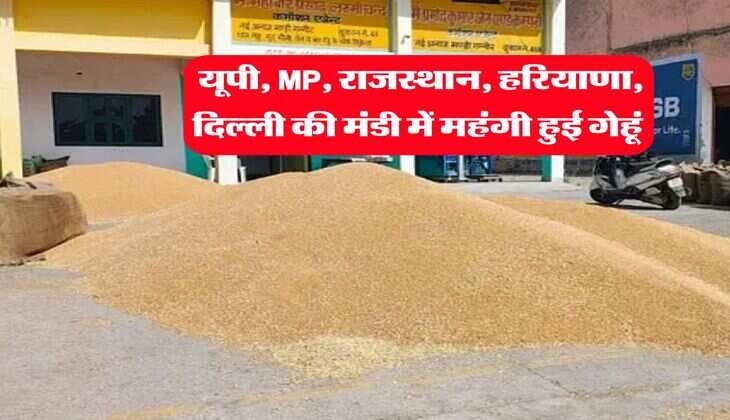 Wheat Mandi Bhav 2025 : यूपी, MP, राजस्थान, हरियाणा, दिल्ली की मंडी में महंगी हुई गेहूं 