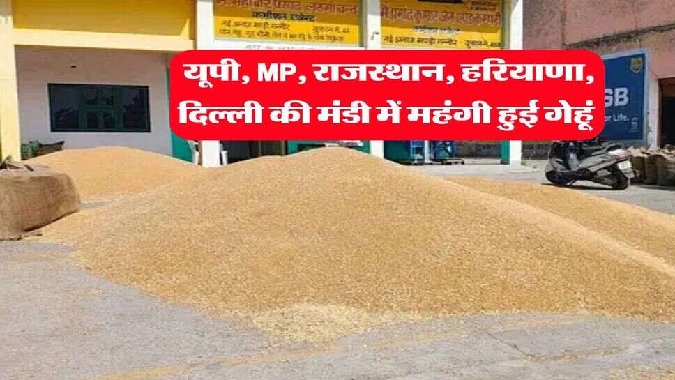 Wheat Mandi Bhav 2025 : यूपी, MP, राजस्थान, हरियाणा, दिल्ली की मंडी में महंगी हुई गेहूं&nbsp;