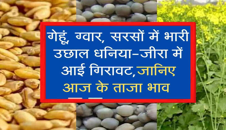 गेहूं, ग्वार, सरसों में भारी उछाल धनिया-जीरा में आई गिरावट,जानिए आज के ताजा भाव 