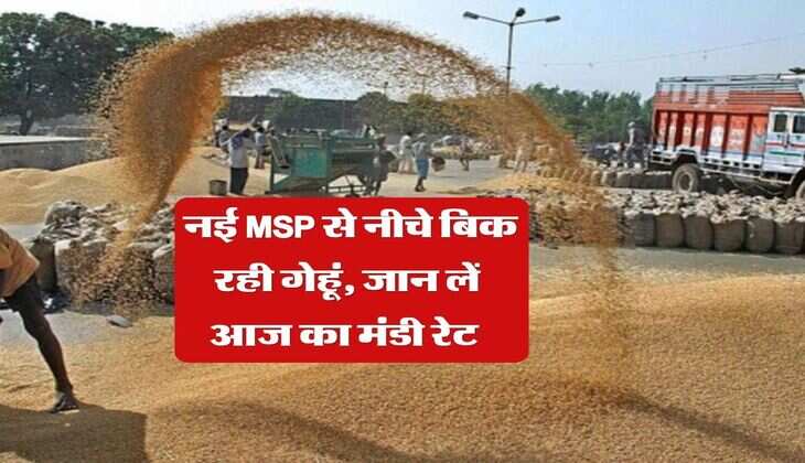 Gehu Rate 25 March : नई MSP से नीचे बिक रही गेहूं, जान लें आज का मंडी रेट&nbsp;