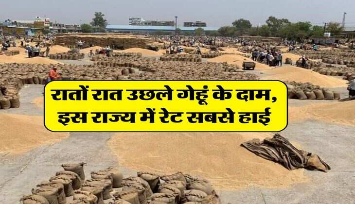 Wheat Price Today : रातों रात उछले गेहूं के दाम, इस राज्य में रेट सबसे हाई