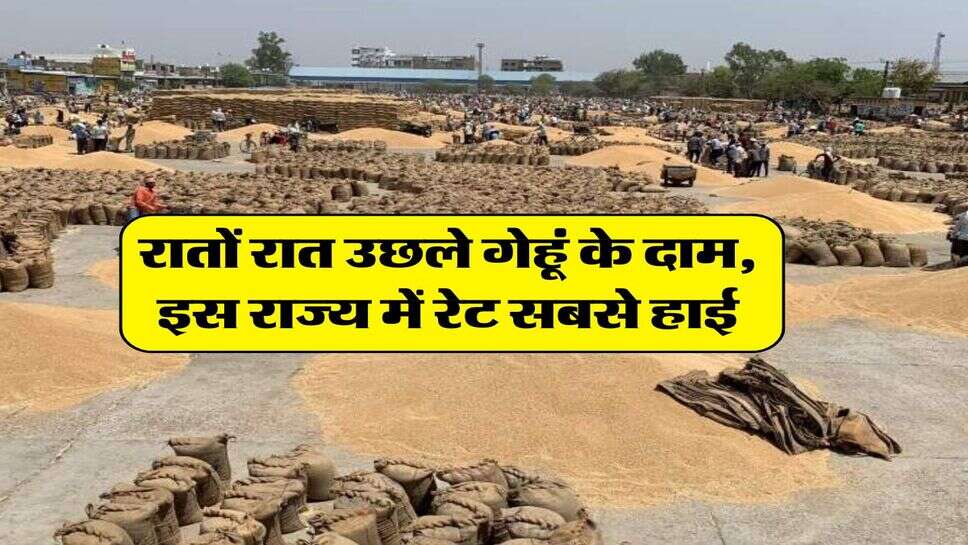 Wheat Price Today : रातों रात उछले गेहूं के दाम, इस राज्य में रेट सबसे हाई