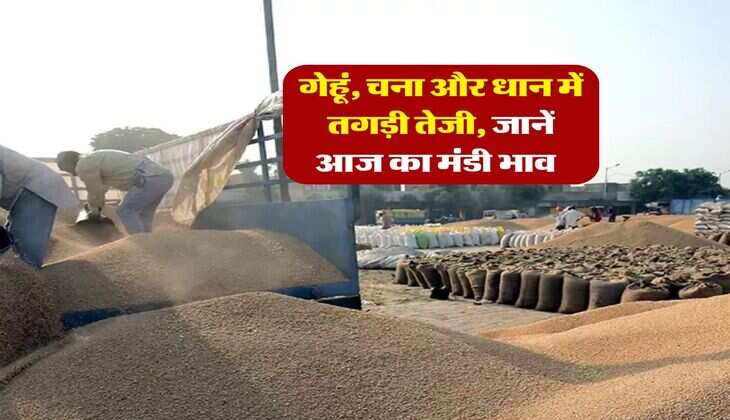 Mandi Bhav : गेहूं, चना और धान में तगड़ी तेजी, जानें आज का मंडी भाव&nbsp;&nbsp;