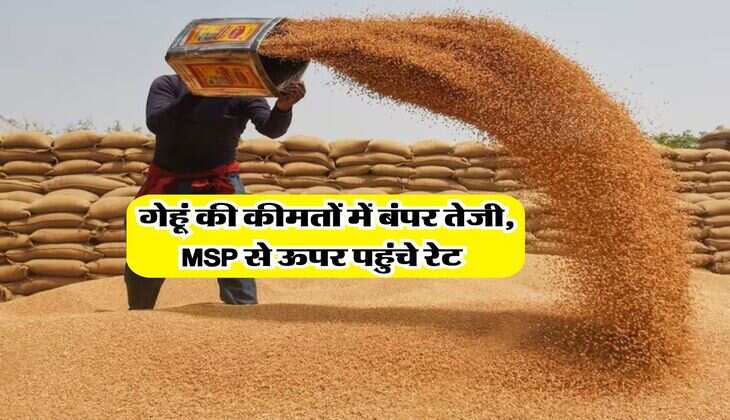 Gehu Ka Bhav : गेहूं की कीमतों में बंपर तेजी, MSP से ऊपर पहुंचे रेट&nbsp;