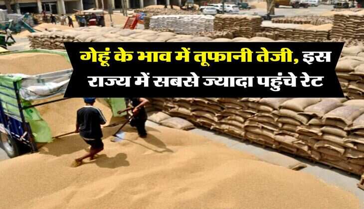 Wheat Price : गेहूं के भाव में तूफानी तेजी, इस राज्य में सबसे ज्यादा पहुंचे रेट