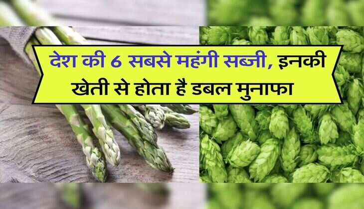 Most Expensive Vegetable : देश की 6 सबसे महंगी सब्जी, इनकी खेती से होता है डबल मुनाफा