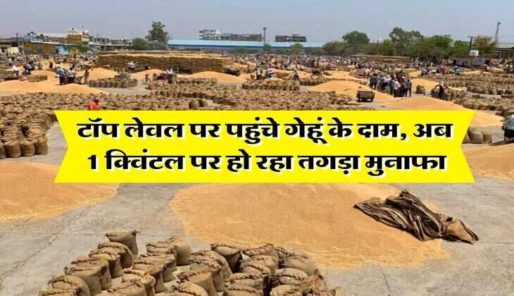 Wheat Rate Hike : टॉप लेवल पर पहुंचे गेहूं के दाम, अब 1 क्विंटल पर हो रहा तगड़ा मुनाफा