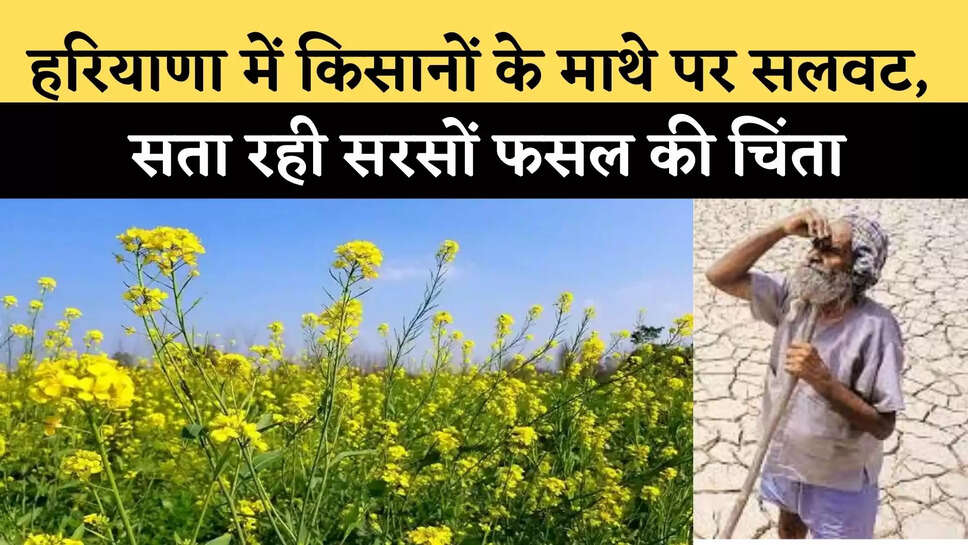 Haryana News 