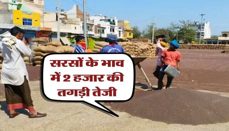 sarso rate today 26 july : सरसों के भाव में 2 हजार की तगड़ी तेजी