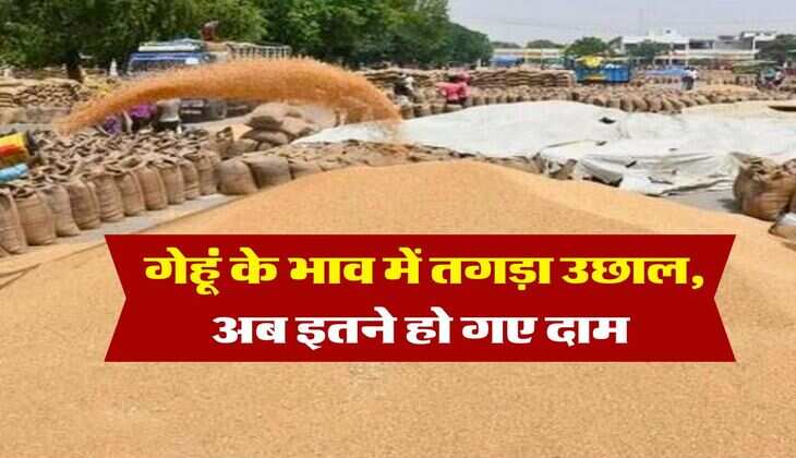 wheat price hike : गेहूं के भाव में तगड़ा उछाल, अब इतने हो गए दाम