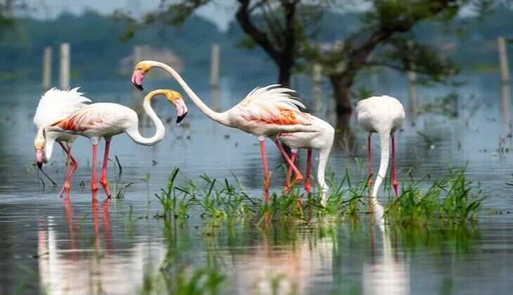 Delhi NCR में घुमने के लिए बेस्ट हैं ये 6 जगह, कुछ ही घंटों में की दूरी पर कर सकते हैं सैर