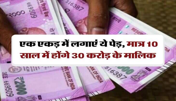 Business Idea: एक एकड़ में लगाएं ये पेड़, मात्र 10 साल में होंगे 30 करोड़ के मालिक