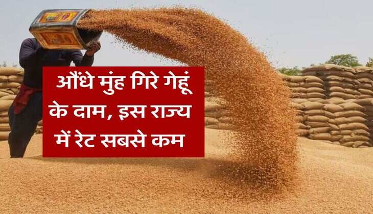 Wheat Rate Down : औंधे मुंह गिरे गेहूं के दाम, इस राज्य में रेट सबसे कम