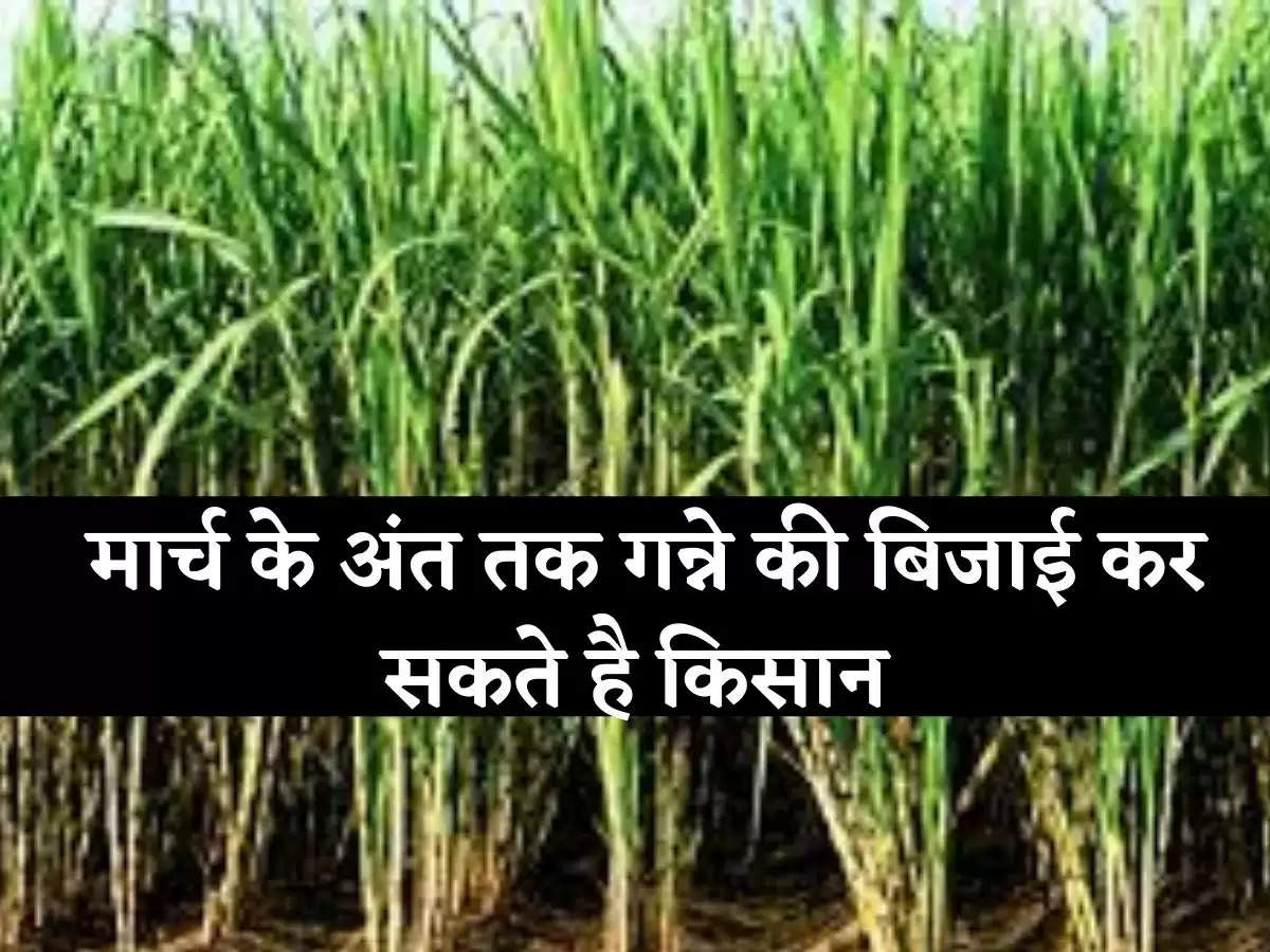 sugar cane field मार्च के अंत तक गन्ने की बिजाई कर सकते है किसान