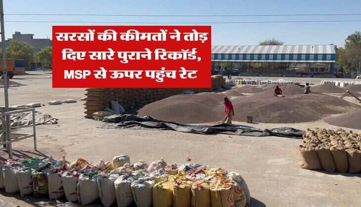 Sarso Ka Bhav : सरसों की कीमतों ने तोड़ दिए सारे पुराने रिकॉर्ड, MSP से ऊपर पहुंच रेट 