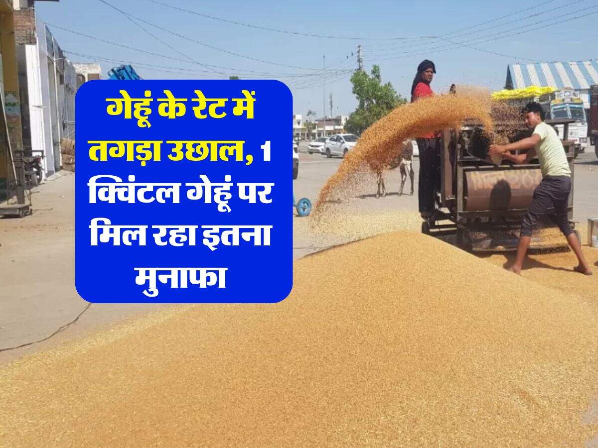 wheat rate today : गेहूं के रेट में तगड़ा उछाल, 1 क्विंटल गेहूं पर मिल रहा इतना मुनाफा