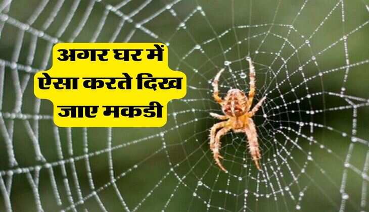 Shakun Shastra: अगर घर में ऐसा करते दिख जाए मकडी, तो खुल जाएगें आपकी किस्मत के दरवाजे