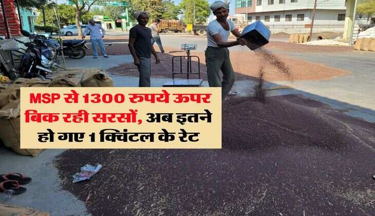 sarso rate hike : MSP से 1300 रुपये ऊपर बिक रही सरसों, अब इतने हो गए 1 क्विंटल के रेट