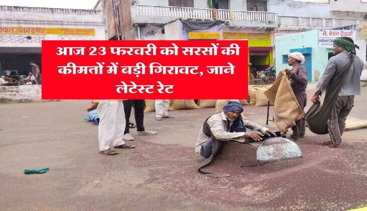 Sarso Rate : आज 23 फरवरी को सरसों की कीमतों में बड़ी गिरावट, जाने लेटेस्ट रेट&nbsp;