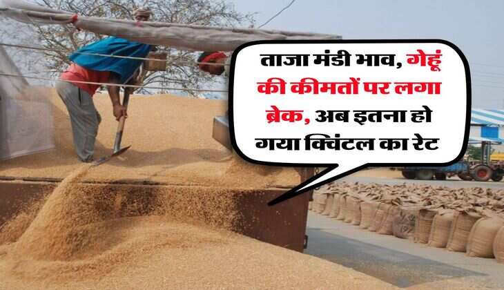 Wheat Rate : ताजा मंडी भाव, गेहूं की कीमतों पर लगा ब्रेक, अब इतना हो गया क्विंटल का रेट 