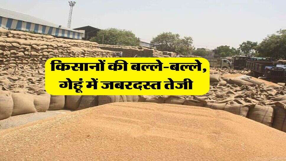 Wheat Rate : किसानों की बल्ले-बल्ले, गेहूं में जबरदस्त तेजी&nbsp;
