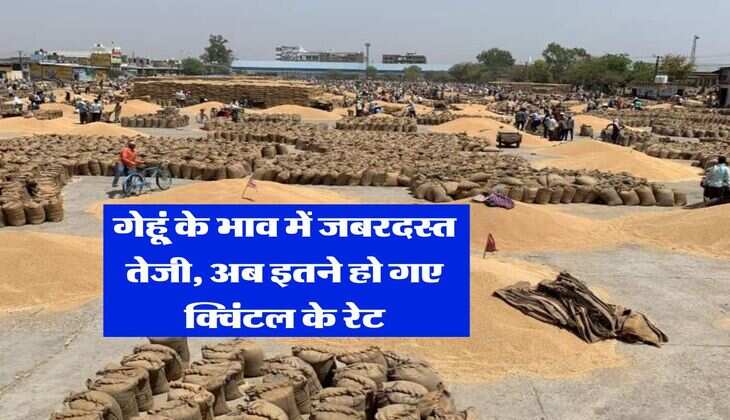 Wheat Rate 2025 : गेहू्ं के भाव में जबरदस्त तेजी, अब इतने हो गए क्विंटल के रेट