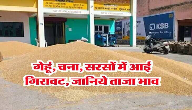 Kota Mandi Bhav : गेहूं, चना, सरसों में आई गिरावट, जानिये ताजा भाव 