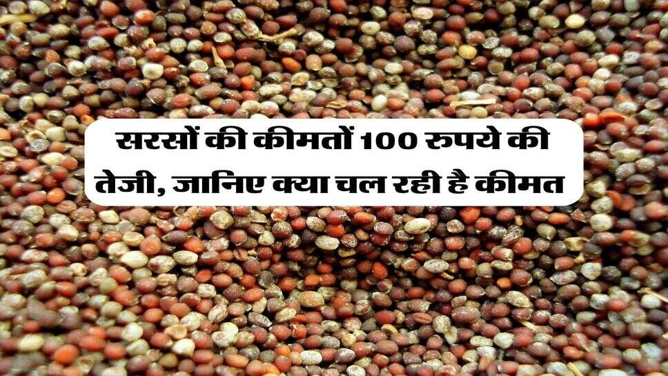 Sarso Bhav October 2026 : सरसों की कीमतों 100 रुपये की तेजी, जानिए क्या चल रही है कीमत